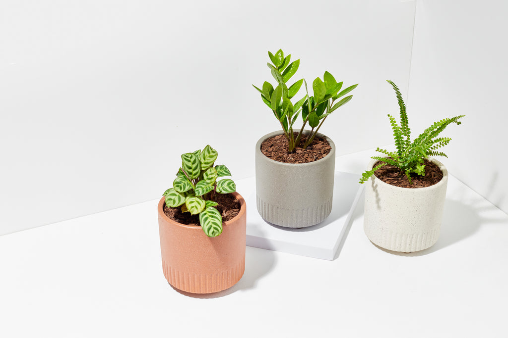 DIY Indoor Plant Kit