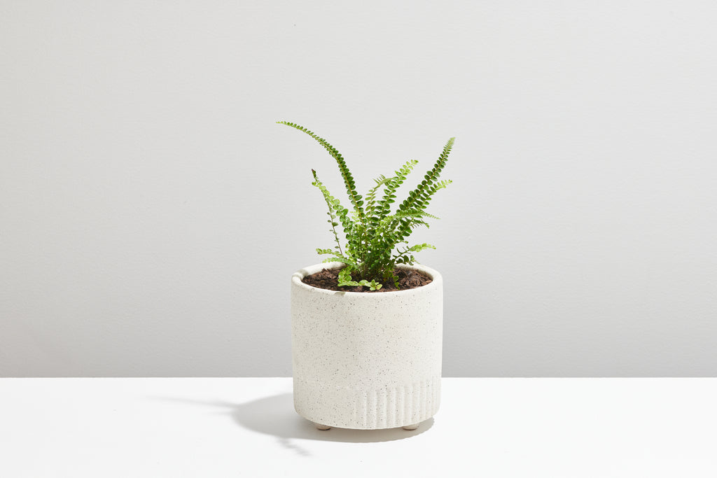 DIY Indoor Plant Kit