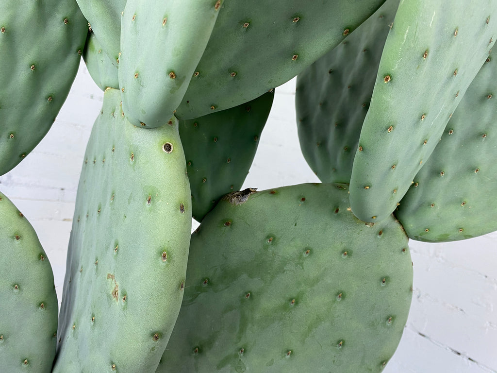 Opuntia Burbank Spineless - Mickey Mouse Cactus
