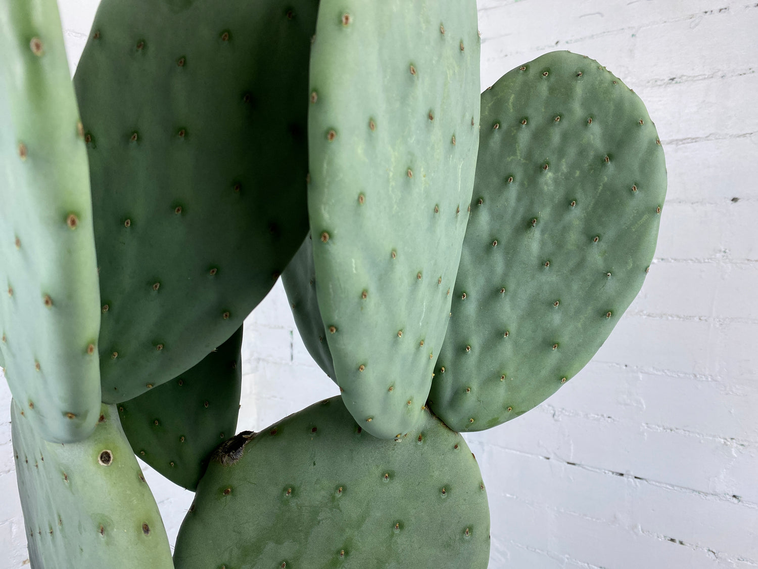 Opuntia Burbank Spineless - Mickey Mouse Cactus | The Plant Co.